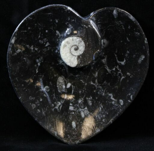 Heart Shaped Fossil Goniatite Dish #39314